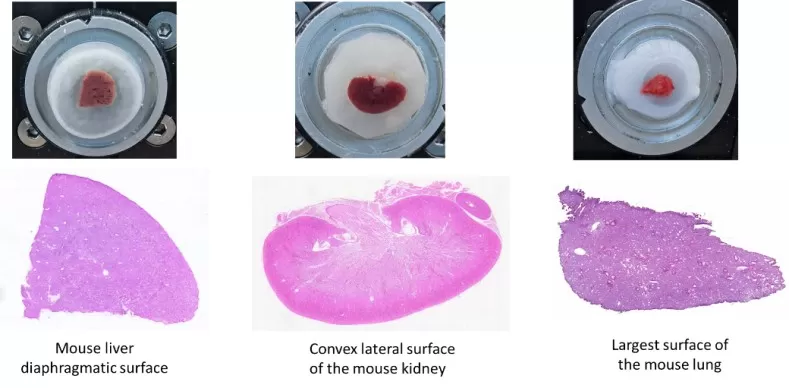 Figure 2: Mouse liver, kidney, and lung sections and H&E staining results